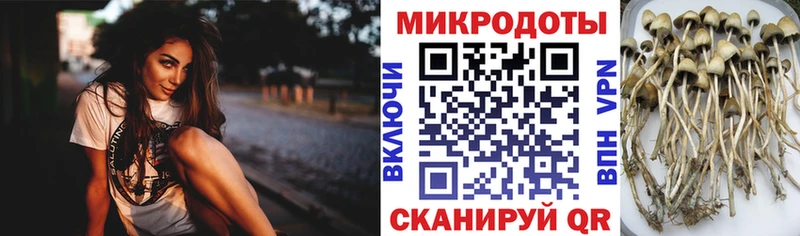 купить   Новодвинск  Галлюциногенные грибы Psilocybine cubensis 